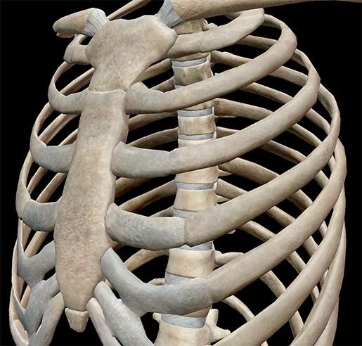 thoracic-cage-space-cavity